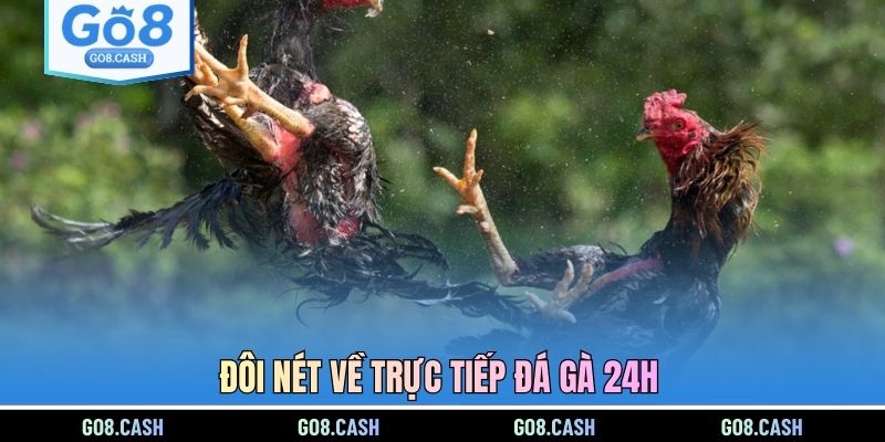 Đôi nét về trực tiếp đá gà 24h