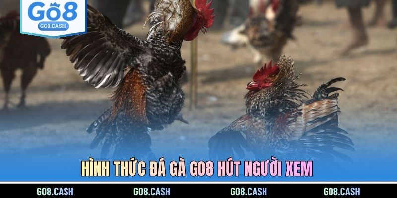 Hình thức đá gà GO8 hút người xem