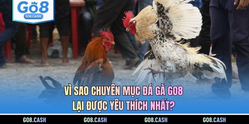 Vì sao chuyên mục đá gà GO8 lại được yêu thích nhất?
